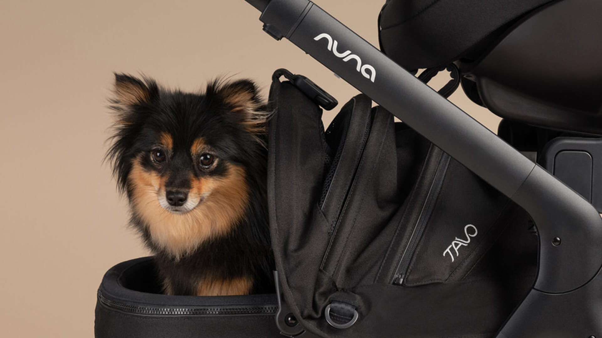 A small dog rides along using the DEMI next adaptor for Tavo Maeve